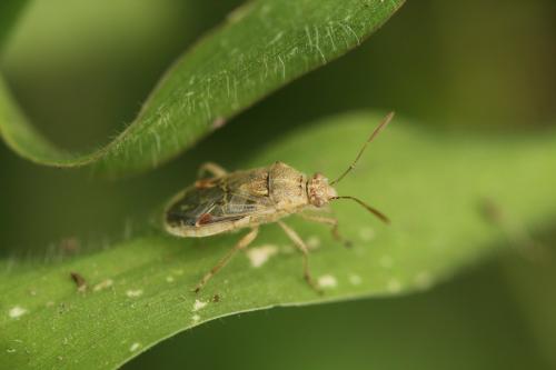 Liorhyssus hyalinus